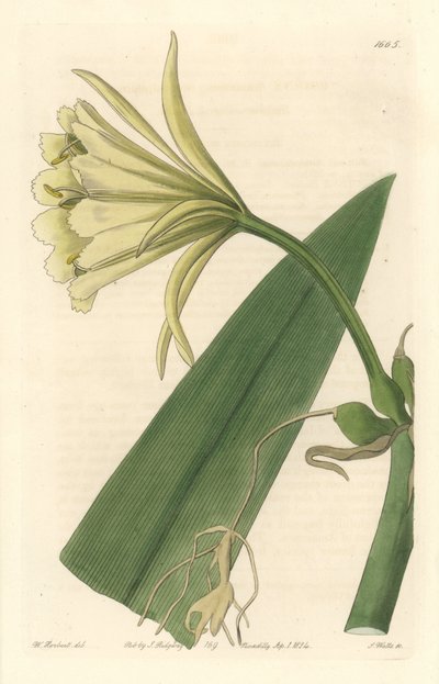 Ismene, Narzisse oder Osterglocke von Peru - Starkes Wasser von S. Watts nach einer Illustration von Sarah Anne Drake (1803-1857), aus dem Botanical Register von Sydenham Teast Edwards