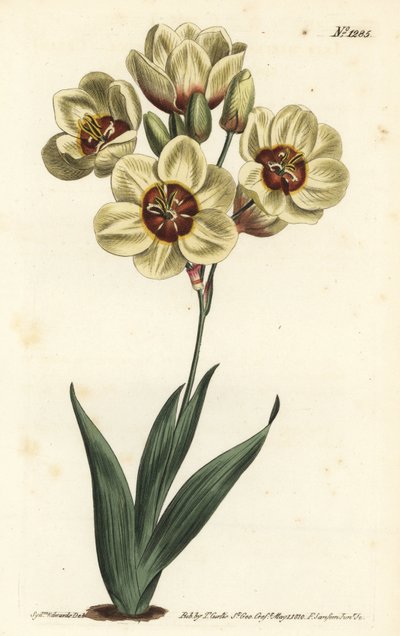 Ixia abbreviata (Cremefarbene gefleckte Ixia, Ixia maculata v. ochroleuca). Handkolorierte Kupferstichgravur von F. Sansom Jr. nach einer Illustration von Sydenham Edwards aus William Curtis