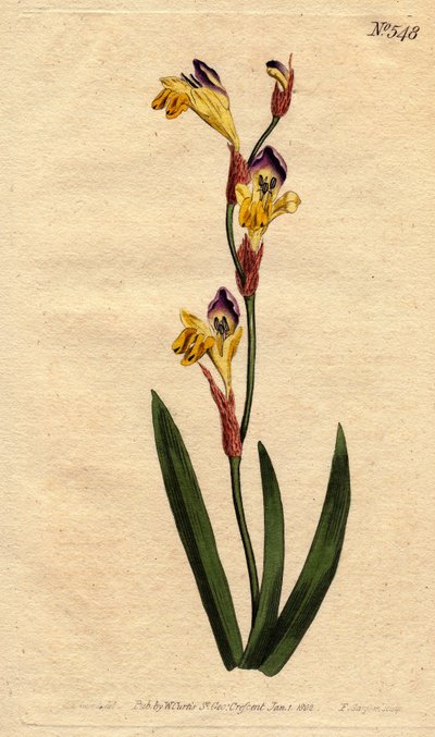 Ixia bicolor von Sydenham Teast Edwards