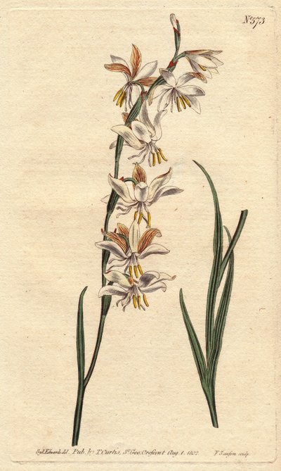 Ixia mit weißen, gelben und orangefarbenen Adern, Ixia radiata von Sydenham Teast Edwards