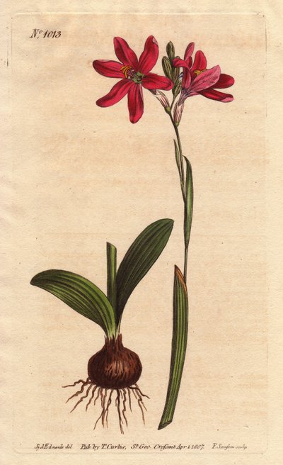 Ixia rosa von Sydenham Teast Edwards