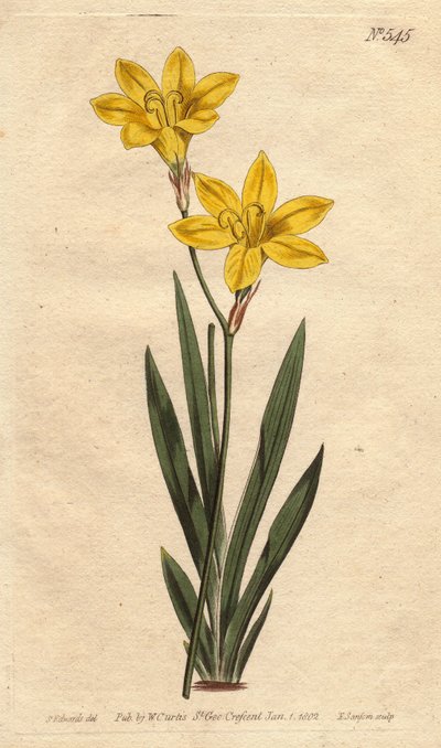 Schwefelgelbe Ixia mit leuchtend zitronengelben Blüten von Sydenham Teast Edwards