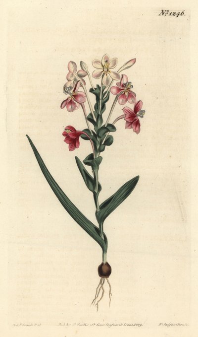Lapeirousia pyramidalis (Blattspitzige Lapeyrousia, Lapeyrousia fissifolia). Handkolorierte Kupferstichgravur von F. Sansom Jr. nach einer Illustration von Sydenham Edwards aus William Curtis