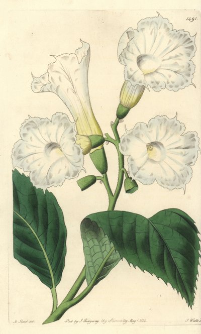 Großblütige Cordia von Sydenham Teast Edwards