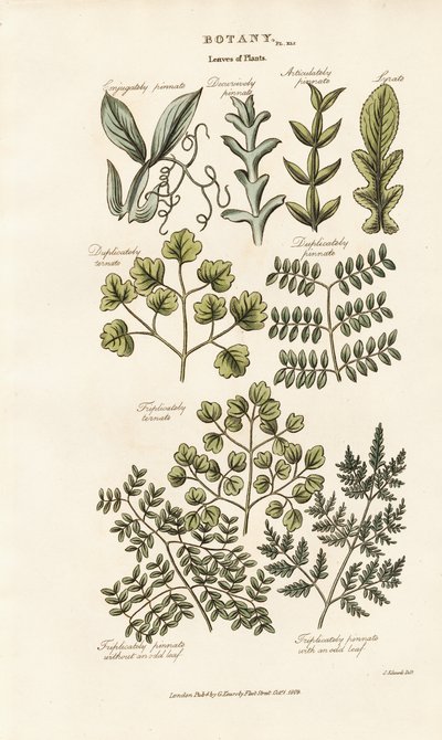 Blattformen und Anordnungen von Sydenham Teast Edwards