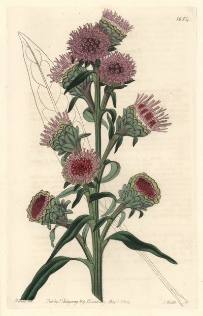 Liatris von Sydenham Teast Edwards