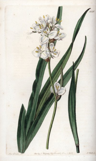 Libertia, endemisch in Chile von Sydenham Teast Edwards