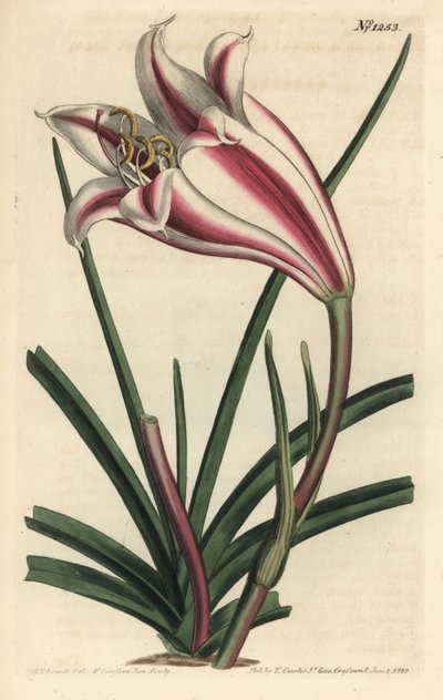Kap-Küsten-Lilie, Crinum ornatum (Amaryllis ornata) von Sydenham Teast Edwards