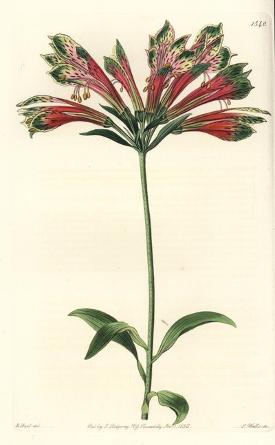 Inkalilie, Alstroemeria pulchella von Sydenham Teast Edwards