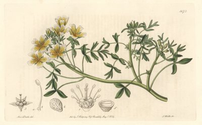 Limnanthe, ursprünglich aus Kalifornien von Sydenham Teast Edwards