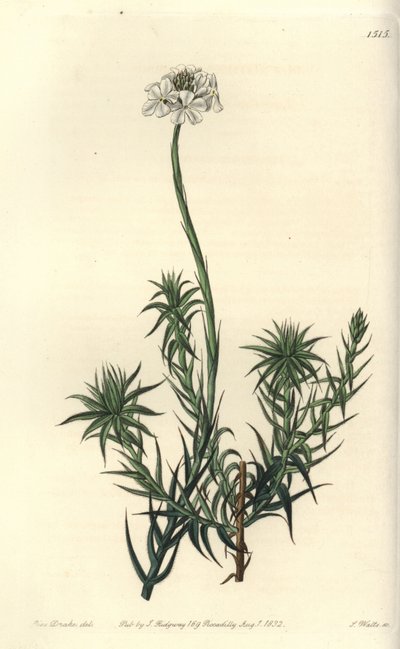 Langblättrige Sphenotoma von Sydenham Teast Edwards