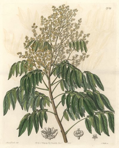 Longanier, ursprünglich aus China - S. Watts starkes Wasser nach einer Illustration von Sarah Anne Drake (1803-1857), aus dem Botanical Register von Sydenham Teast Edwards