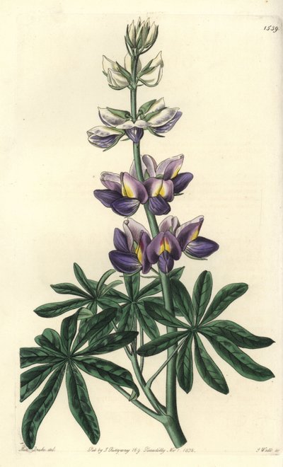 Lupine - Wandelbare Lupine, Lupinus mutabilis. Handkolorierter Kupferstich von S. Watts nach einer Illustration von Miss Sarah Drake aus Sydenham Edwards