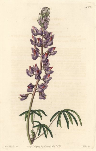 Lupine mit schmalen Blättern - Starkes Wasser von S. Watts nach einer Illustration von Sarah Anne Drake (1803-1857), aus dem Botanical Register von Sydenham Teast Edwards