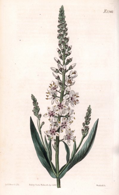 Silber-Felberich von Sydenham Teast Edwards
