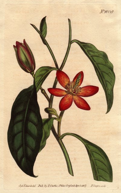 Magnolie mit braunem Stiel und orangefarbenen Blüten, einheimisch in China von Sydenham Teast Edwards