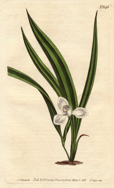 Marsh Marica, Marica paludosa von Sydenham Teast Edwards