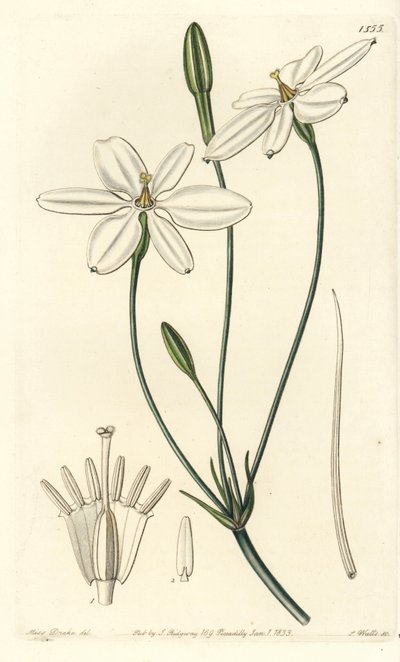 Mexikanischer Stern von Sydenham Teast Edwards
