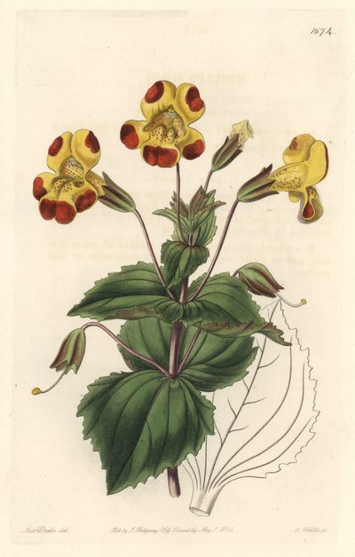 Mimule, Spitzname Affenblume oder Moschusblume, Hybridsorte von Sydenham Teast Edwards