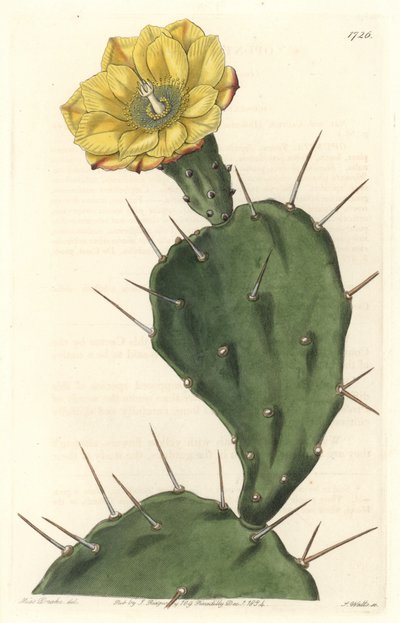 Monacanth Pactus, blühender Kaktus, aus Südamerika, aus dem Botanischen Register von Sydenham Teast Edwards