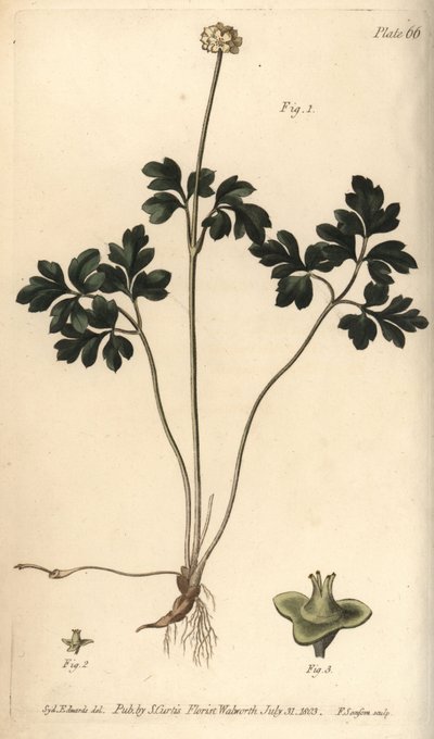 Moschuskraut von Sydenham Teast Edwards