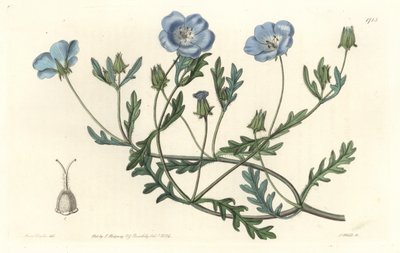 Namophile maculee, ursprünglich aus Kalifornien, aus dem Botanischen Register von Sydenham Teast Edwards
