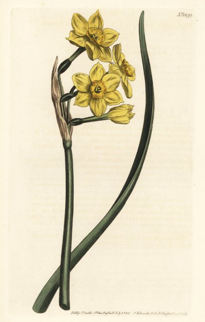 Narzisse im Strauß - Büschelblütige Narzisse, Narcissus tazetta subsp. aureus (Duftende Narzisse, Narcissus bifrons) - Handkolorierter Kupferstich von F. Sansom Jr. nach einer Illustration von Sydenham Edwards aus William Curtis