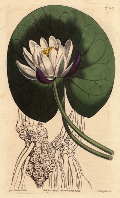 Seerose hat große weiße Blüte vor ihrem ganzen runden Blatt. Becherblütige Seerose mit großer weißer Blüte vor rundem Seerosenblatt. Nymphaea nitida. Handkolorierte Kupferstichgravur nach einer botanischen Illustration von Sydenham Edwards aus William Curt von Sydenham Teast Edwards