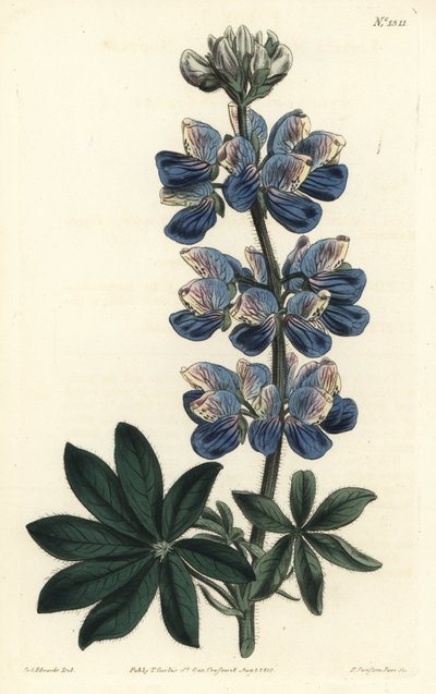 Nootka-Lupine, Lupinus nootkatensis von Sydenham Teast Edwards