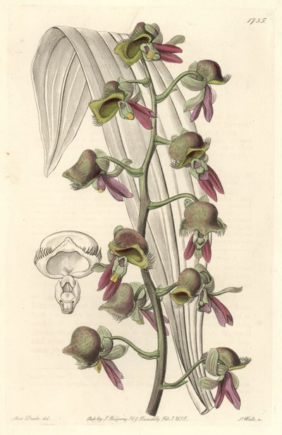 Orchidee Catasetum, zweifarbige Blüten, heimisch in Guyana von Sydenham Teast Edwards