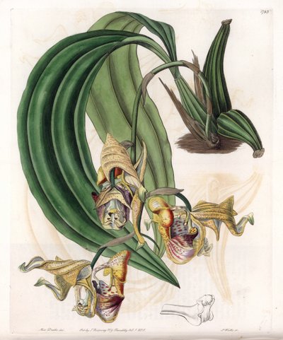 Orchidee: Coryanthes-Varietät mit gefleckten Blüten - Platte graviert von S. Watts, nach einer Illustration von Sarah Anne Drake (1803-1857), aus dem Botanical Register von Sydenham Edwards (1768-1819), England von Sydenham Teast Edwards