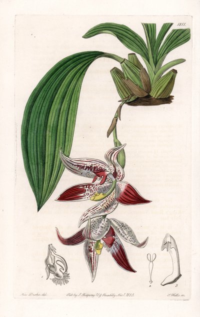 Orchidee: Paphinia cristata, heimisch in Amazonien - Platte graviert von S. Watts, nach einer Illustration von Sarah Anne Drake (1803-1857), aus dem Botanical Register von Sydenham Edwards (1768-1819), England von Sydenham Teast Edwards