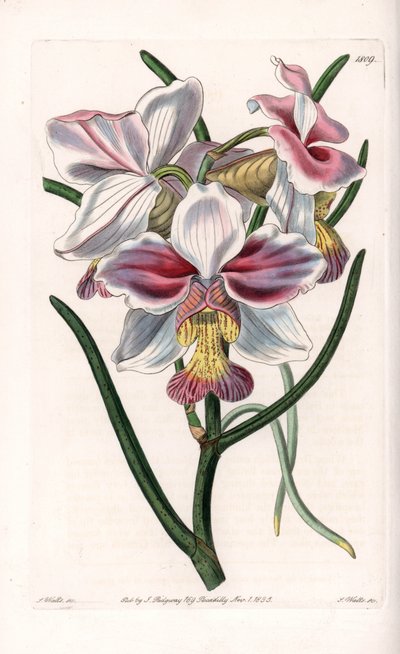 Orchidee: Vanda-Varietät, epiphytische Art aus Asien - Platte graviert von S. Watts, nach einer Illustration von Sarah Anne Drake (1803-1857), aus dem Botanical Register von Sydenham Edwards (1768-1819), England von Sydenham Teast Edwards