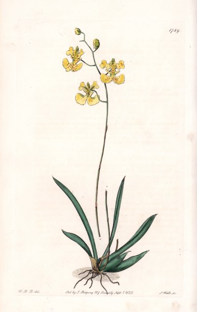Orchidee: Varietät Tolumnia guianensis, endemisch in Haiti und Santo Domingo von Sydenham Teast Edwards