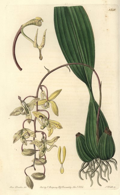 Cirrhaea loddigesii Orchidee von Sydenham Teast Edwards