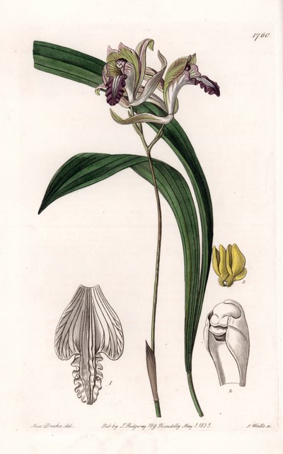 Orchidee: Varietät der Bletia aus Amerika von Sydenham Teast Edwards