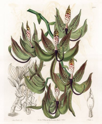 Orchidee: Varietät des Cycnoche von Sydenham Teast Edwards