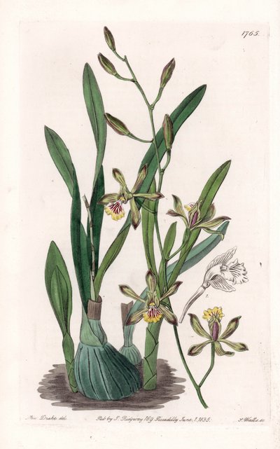 Orchidee: Epidendre grele - Gravierte Tafel von S. Watts, nach einer Illustration von Sarah Anne Drake (1803-1857), aus dem Botanical Register von Sydenham Edwards (1768-1819), England von Sydenham Teast Edwards
