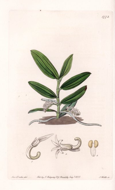 Orchidee: Varietät des Camphylocentrum von Sydenham Teast Edwards