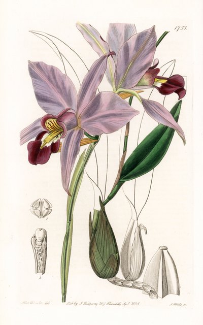 Orchidee: Varietät der Laelia von Sydenham Teast Edwards
