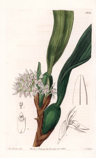 Orchidee: Varietät der Maxillaria, heimisch in Südamerika von Sydenham Teast Edwards