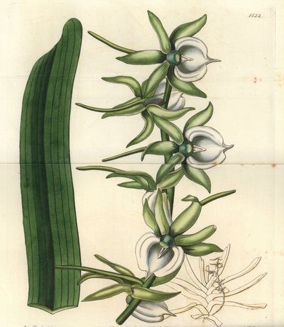 Elfenbein-Angraecum-Orchidee, Angraecum eburneum von Sydenham Teast Edwards