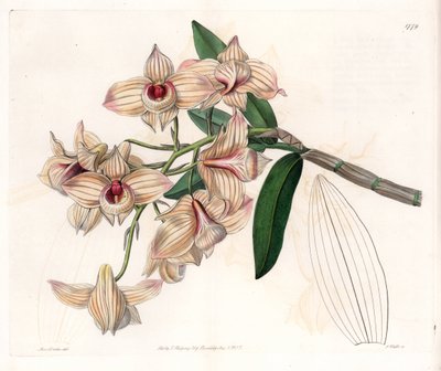 Orchidee: Varietät des Dendrobium - Platte graviert von S. Watts, nach einer Illustration von Sarah Anne Drake (1803-1857), aus dem Botanical Register von Sydenham Edwards (1768-1819), England von Sydenham Teast Edwards