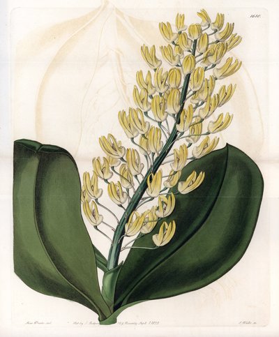 Dendrobium-Orchidee von Sydenham Teast Edwards