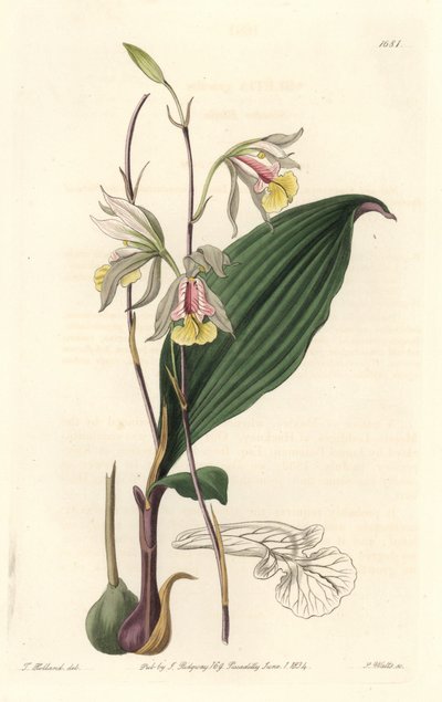 Orchidee, Amerikanische Bletia von Sydenham Teast Edwards