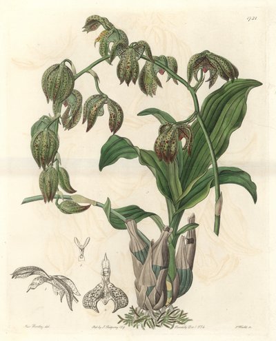 Orchidee Catasetum, aus Brasilien, aus dem Botanischen Register von Sydenham Teast Edwards