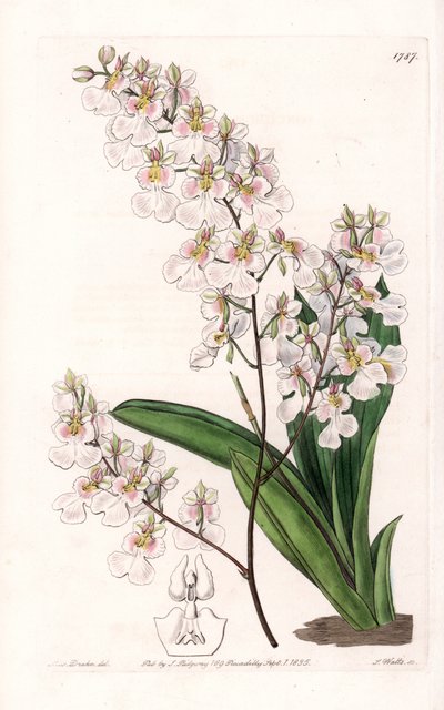 Orchidee Tolumnia pulchella, endemisch in Jamaika - Graviert von S. Watts, nach einer Illustration von Sarah Anne Drake (1803-1857), aus dem Botanical Register von Sydenham Edwards (1768-1819), England von Sydenham Teast Edwards