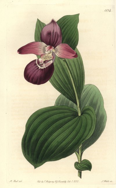 Großblütiger Frauenschuh, Cypripedium macranthos von Sydenham Teast Edwards