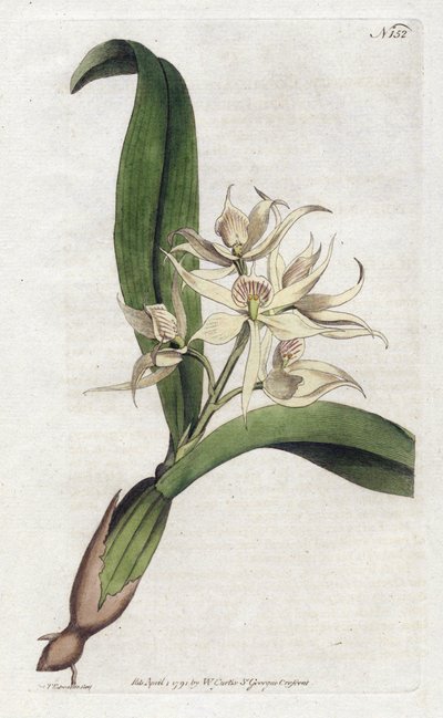 Orchidee Epidendrum fragfumee von Sydenham Teast Edwards