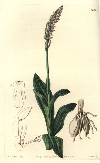 Dichtblütige Orchidee, Neotinea maculata von Sydenham Teast Edwards